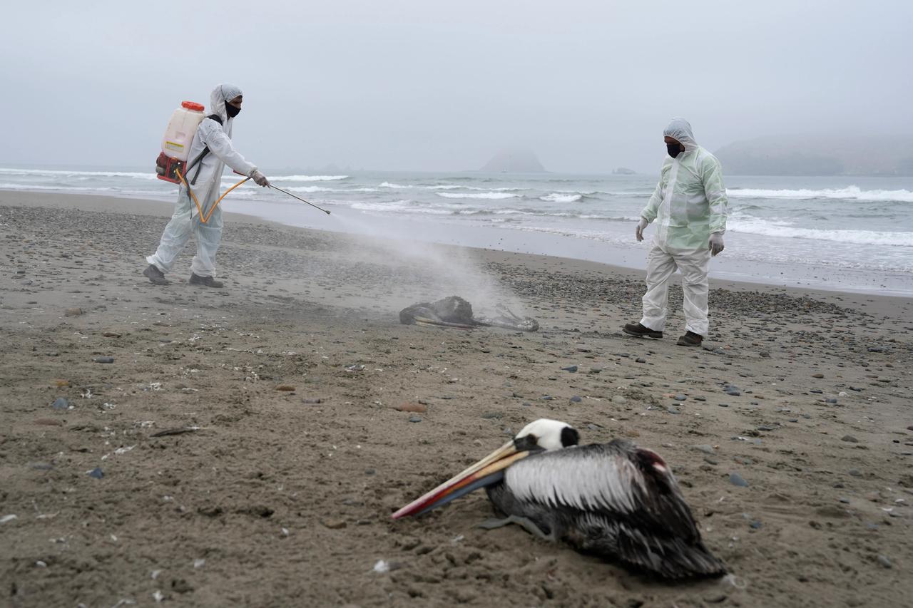 ABD'de H5N5 Kuş Gribi'nden bir kişi hayatını kaybetti