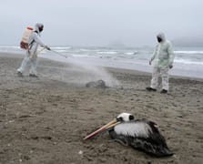 ABD'de H5N5 Kuş Gribi'nden bir kişi hayatını kaybetti
