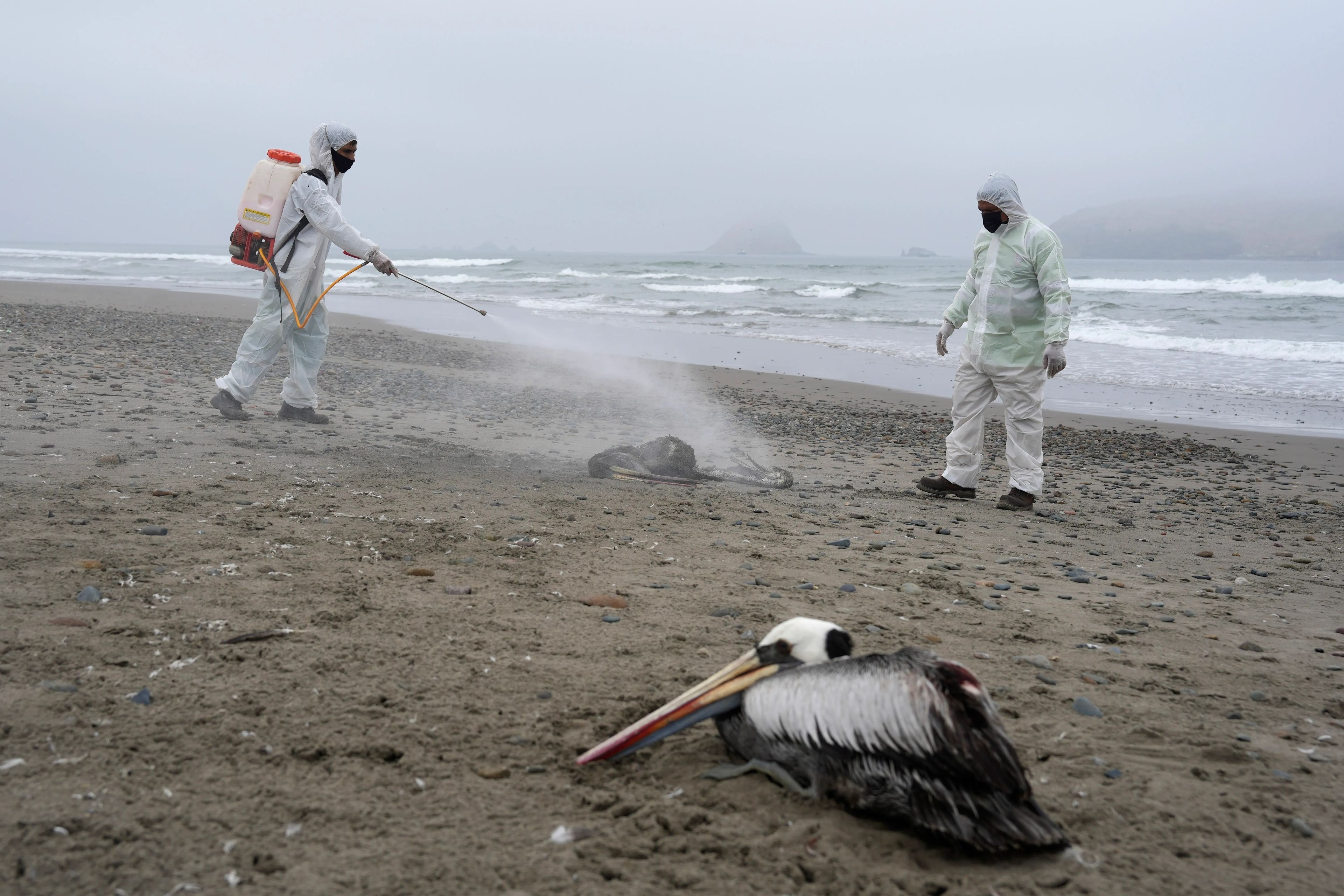 ABD'de H5N5 Kuş Gribi'nden bir kişi hayatını kaybetti