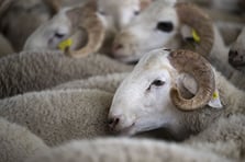 Vekaletle kurban kesim bedelleri açıklandı