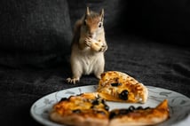 Sincap Yoda eğitimde: En sevdiği yemek pizza
