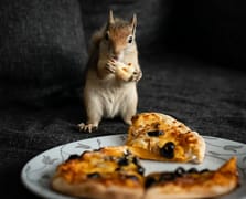 Sincap Yoda eğitimde: En sevdiği yemek pizza
