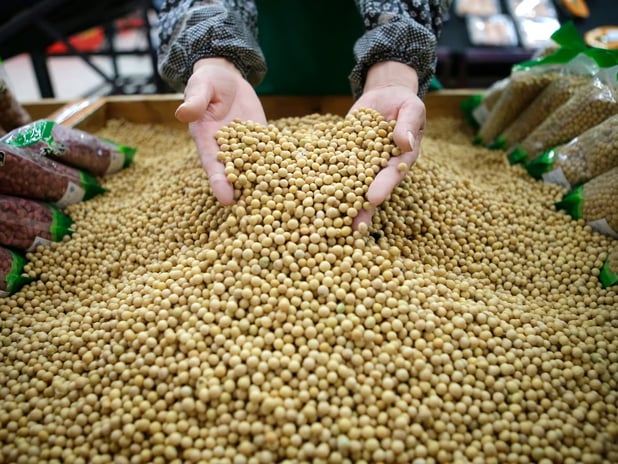 ABD-Çin ticaret savaşında yeni cephe: Soya fasulyesi