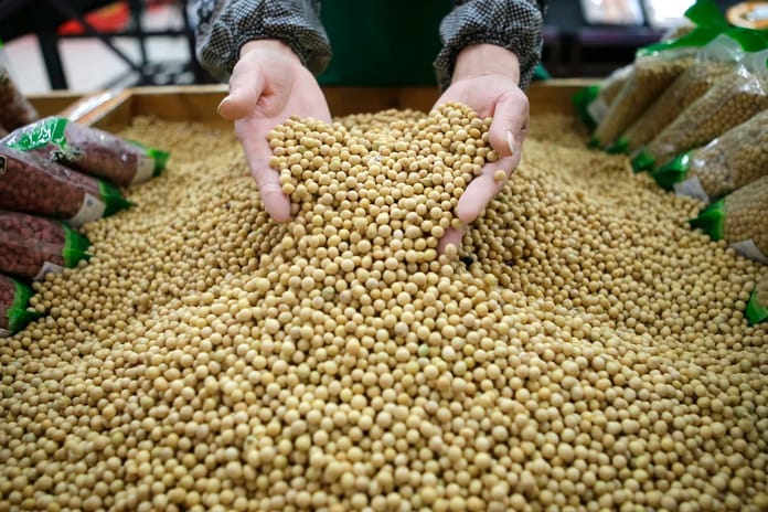 ABD-Çin ticaret savaşında yeni cephe: Soya fasulyesi