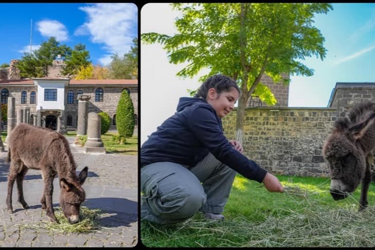 Müze sıpası “Midas” ilgi odağı oldu
