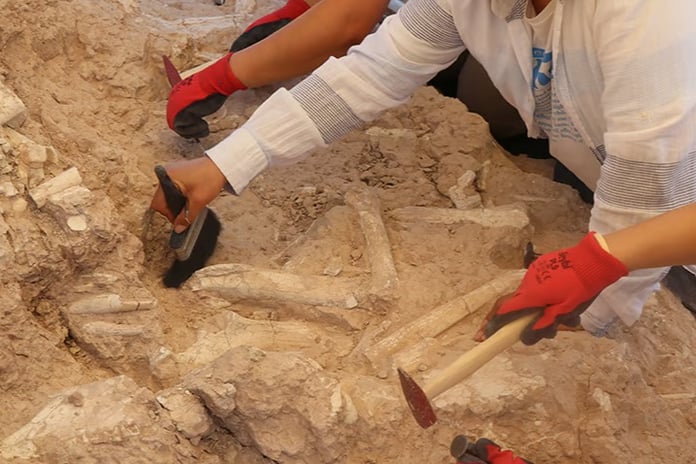 Keçi çobanının keşfettiği 7,7 milyon yıllık fosil 