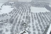 Malatya’da kayısı bahçeleri kışın gelişiyle beyaza büründü