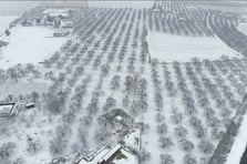 Malatya’da kayısı bahçeleri kışın gelişiyle beyaza büründü