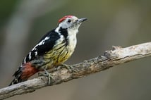 Göçmen kuşlar Kocaçay Deltası’nda mola verdi