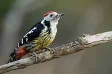 Göçmen kuşlar Kocaçay Deltası’nda mola verdi