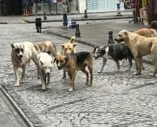 İstanbul İl Hayvanları Koruma Kurulu'ndan belediyelere acil talimat: Sorumluluklarınızı ihmal etmeyin