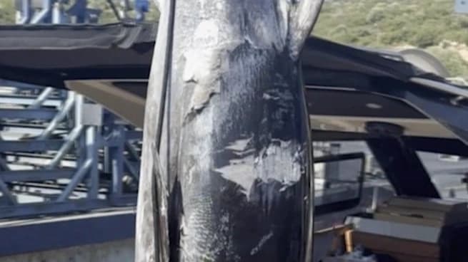 Oltayla 260 kilogram ağırlığında orkinos yakaladı.