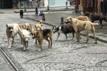 Başıboş köpek yasası 1 yıldır uygulanmıyor sokaklar hala kontrolsüz
