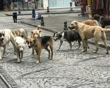 Başıboş köpek yasası 1 yıldır uygulanmıyor sokaklar hala kontrolsüz