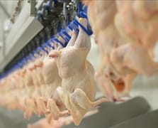 Piliç etinde tarihi ceza: Rekabet Kurulu’ndan 3.7 milyar TL para cezası!