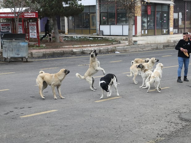 8 köpeğin saldırısına uğrayan anne isyan etti