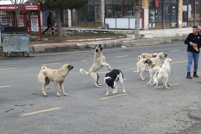 8 köpeğin saldırısına uğrayan anne isyan etti