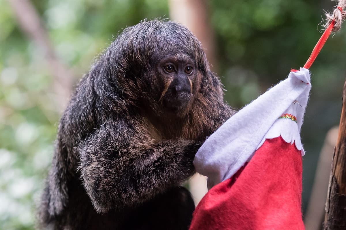 London Zoo’da maymunlara Noel sürprizi