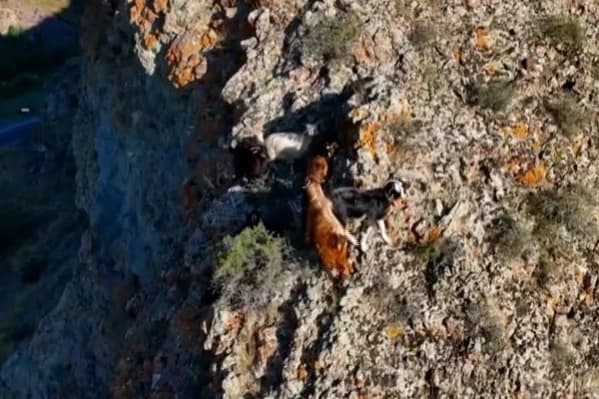 Sarp kayalıklardaki keçileri için teknolojik çözüm: Dron ile yönlendiriyor