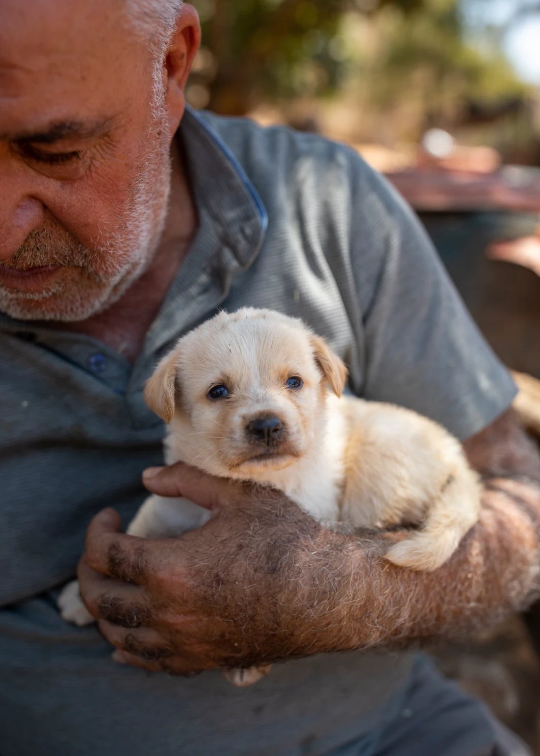 Hüseyin Hamza savaştan kurtardığı bir yavru köpek ile - The Guardian