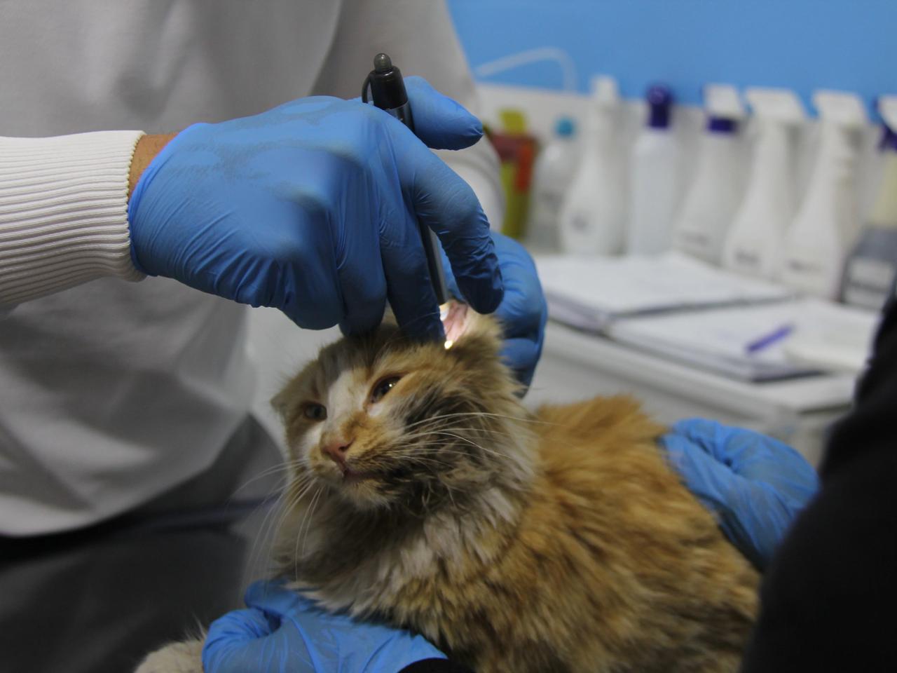 Ağzındaki yara hastalığı ortaya çıkardı: Kedi AIDS’i!