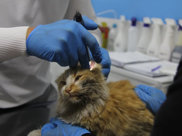 Sivas’ta 5 aylık yavru kedide 'AIDS' tespit edildi