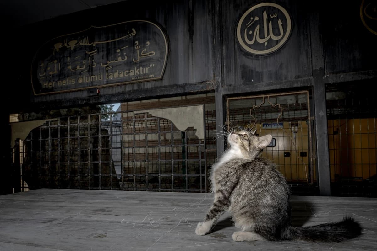 Megakentin ayrılmaz parçası: İstanbul kedileri