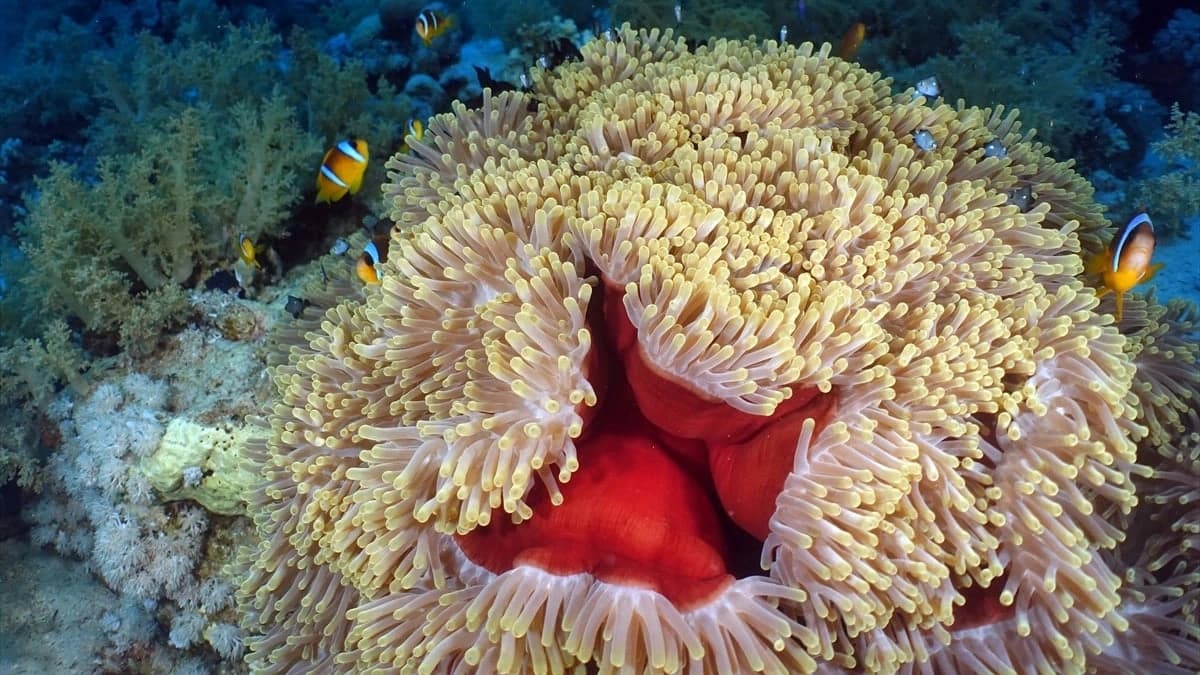 Kızıldeniz'in altındaki harikalar diyarı