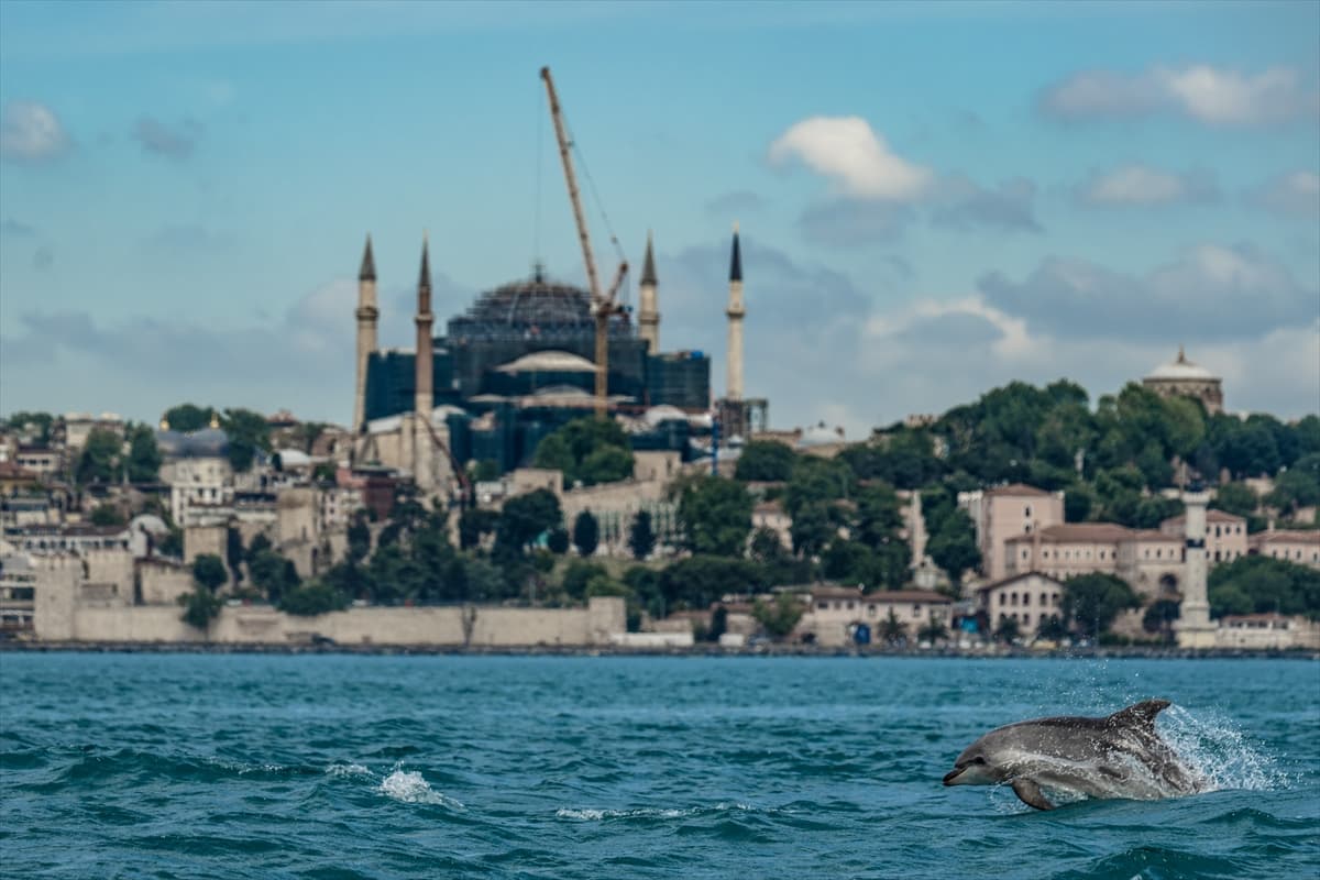İstanbul Boğazı’nda yunus takibi! Sırt yüzgeçlerinden kimlikleri belirleniyor
