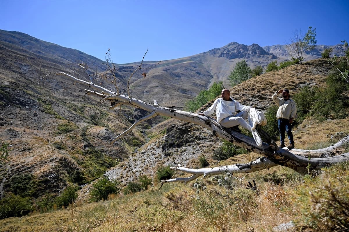 3 bin 547 metre rakımlı Arnos Dağı'nda doğal bal keşfi