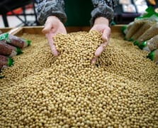 ABD-Çin ticaret savaşında yeni cephe: Soya fasulyesi