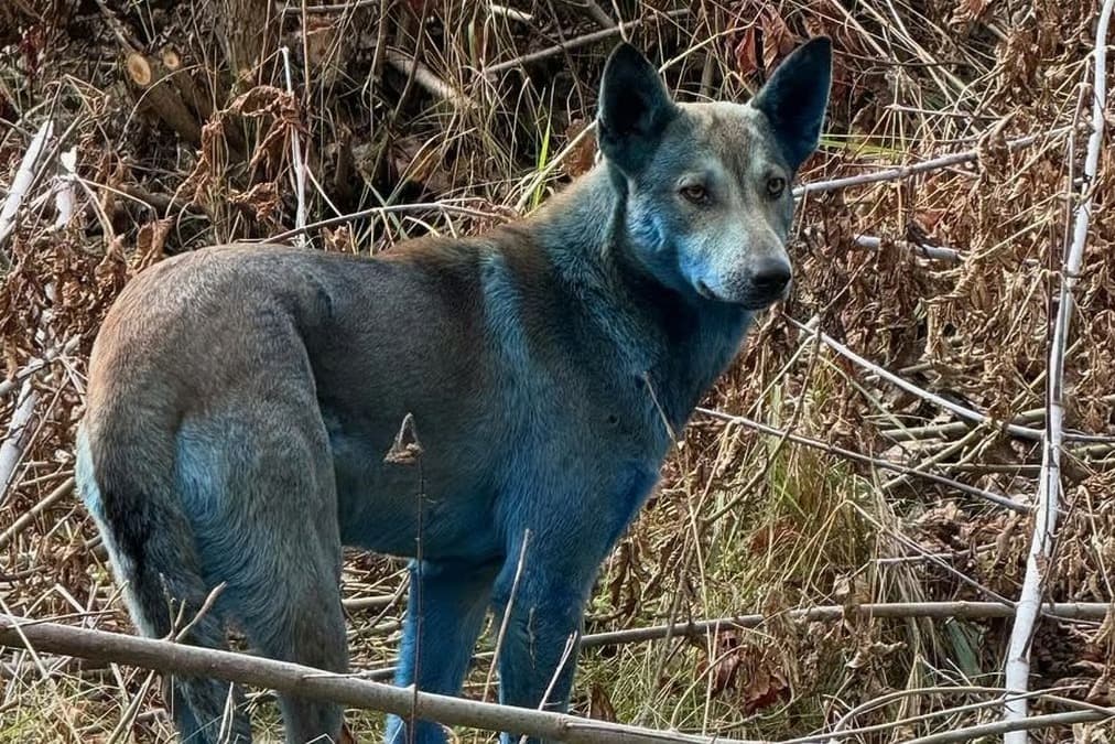 Çernobil'de köpeklerin rengi maviye döndü