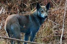 Çernobil'de köpeklerin kürkü maviye döndü