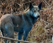 Çernobil'de köpeklerin kürkü maviye döndü
