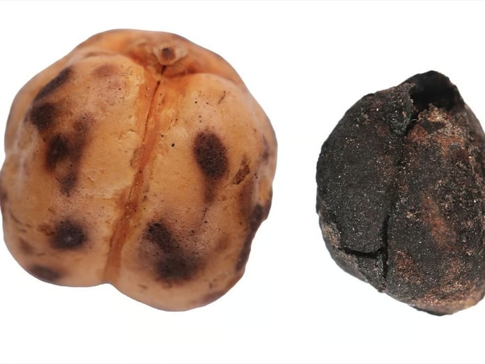 Kütahya'da 4000 yıllık nohut, Konya'da 8600 yıllık ekmek bulundu