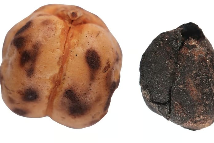 Kütahya'da 4000 yıllık nohut, Konya'da 8600 yıllık ekmek bulundu