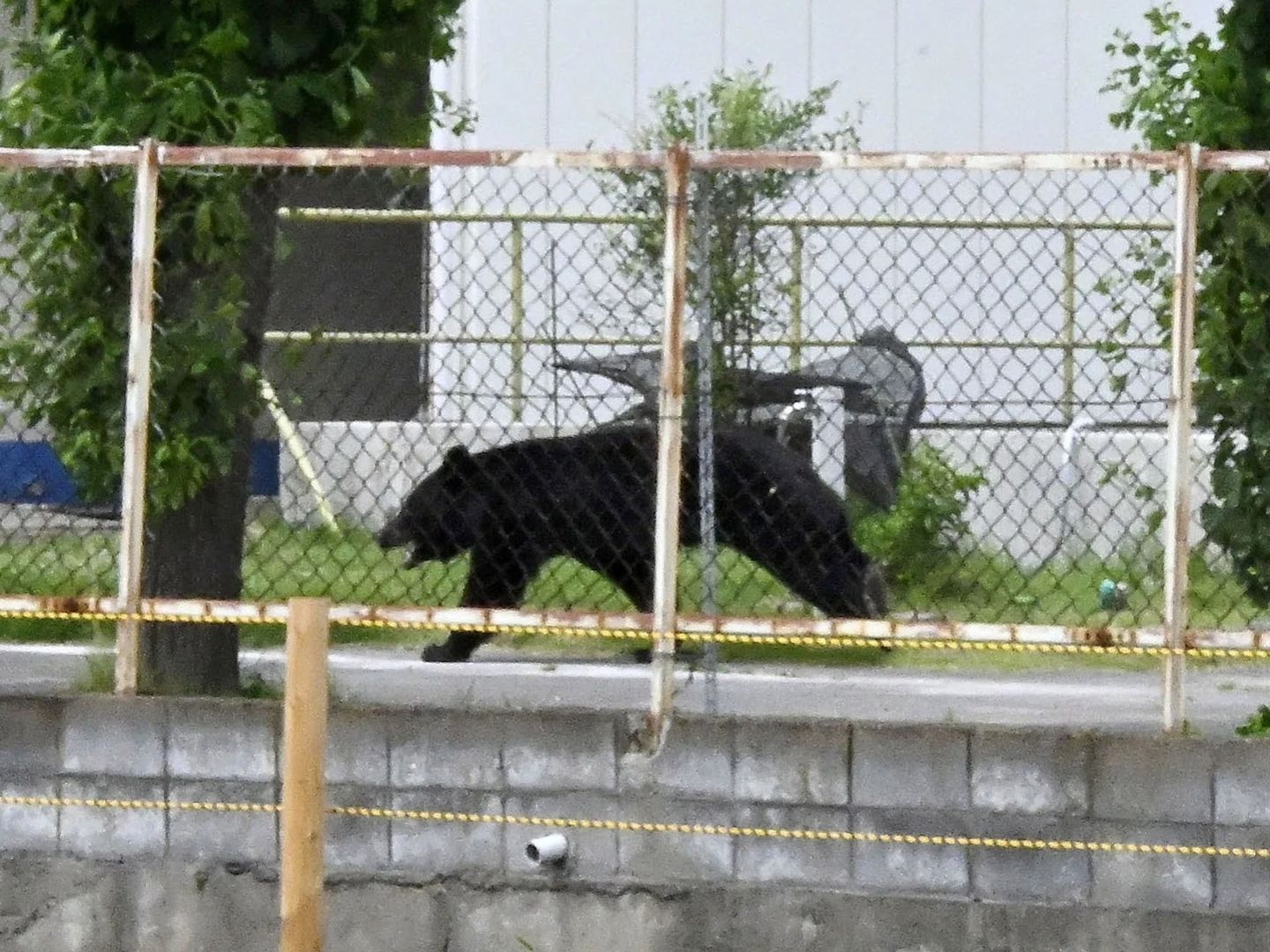 Japonya'da ayı paniği yaşandı: 94 okul kapatıldı