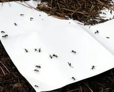 Belçikalı karınca kaçakçıları Kenya'da yakalandı