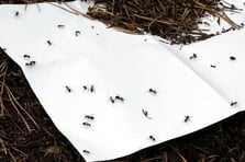 Belçikalı karınca kaçakçıları Kenya'da yakalandı