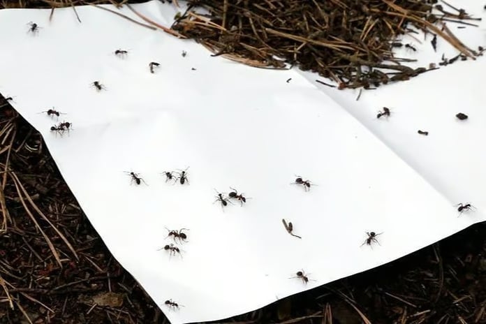 Belçikalı karınca kaçakçıları Kenya'da yakalandı