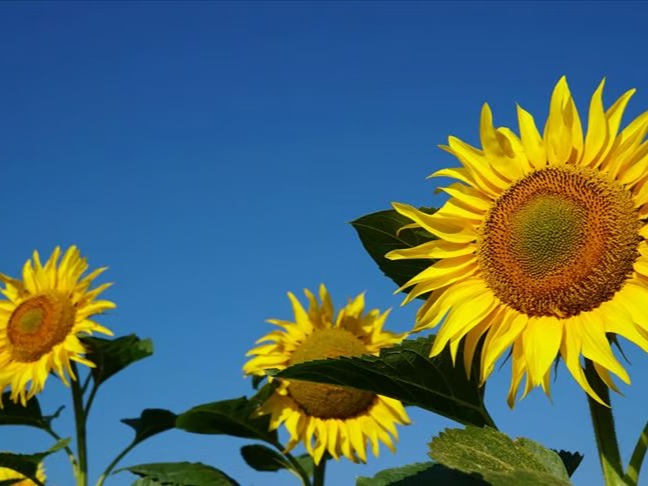 Ayçiçeği yağı ve ayçiçeği tohumu ithal edilecek 