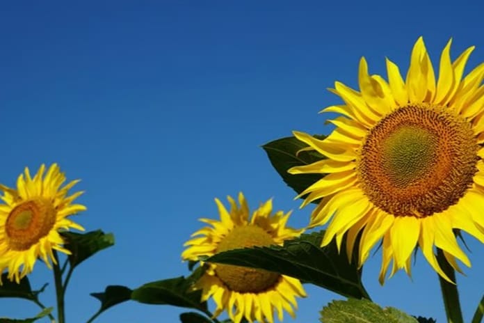 Ayçiçeği yağı ve ayçiçeği tohumu ithal edilecek 