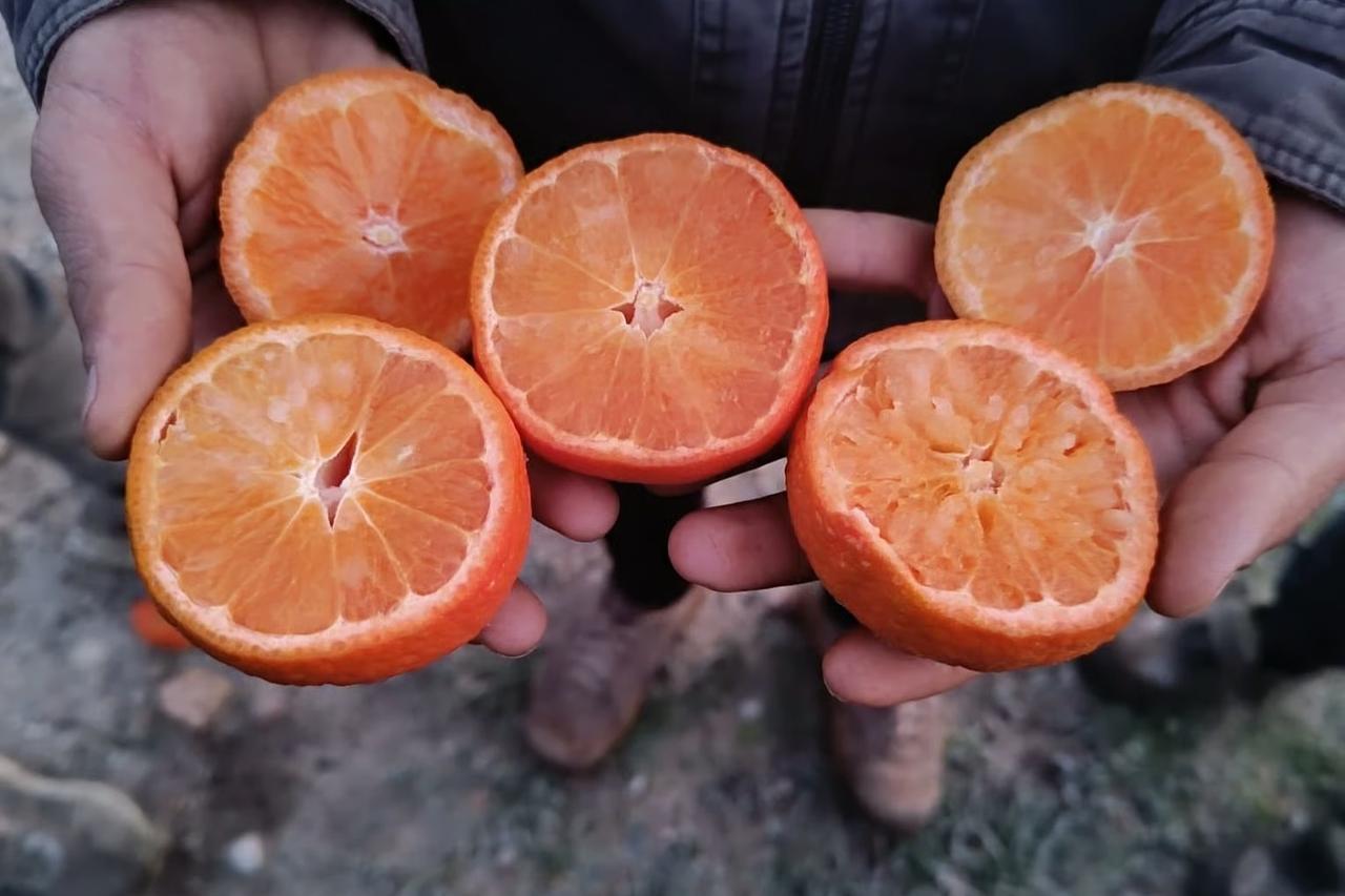 Narenciye üretiminin kalbi Adana’yı don vurdu