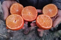 Narenciye üretiminin yüzde 40’ını karşılayan Adana’da ürünü don vurdu