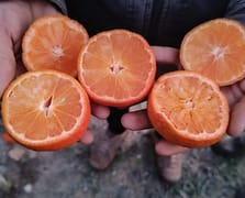 Narenciye üretiminin yüzde 40’ını karşılayan Adana’da ürünü don vurdu