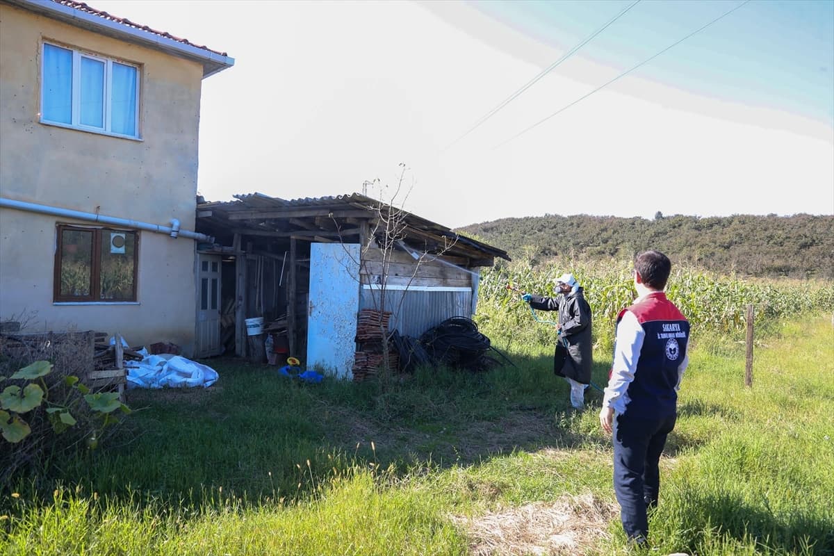 Sakarya'da kahverengi kokarca ile amansız mücadele sürüyor
