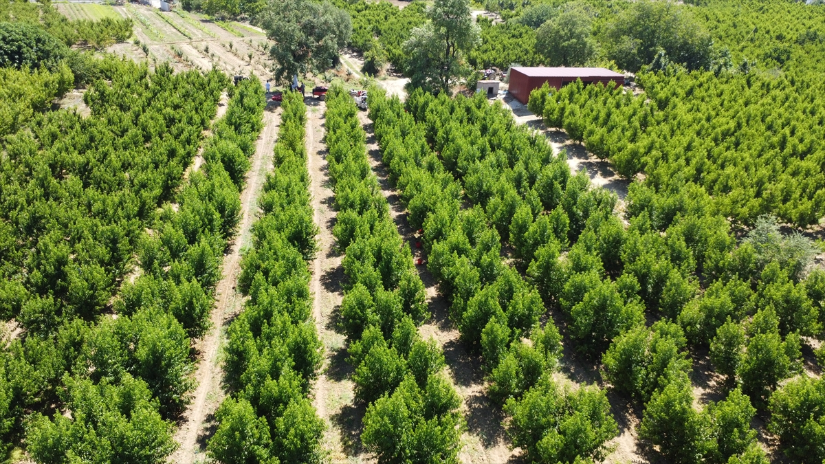 Coğrafi işaretli Lapseki şeftalisinde 70 ton civarı ihracat hedefleniyor