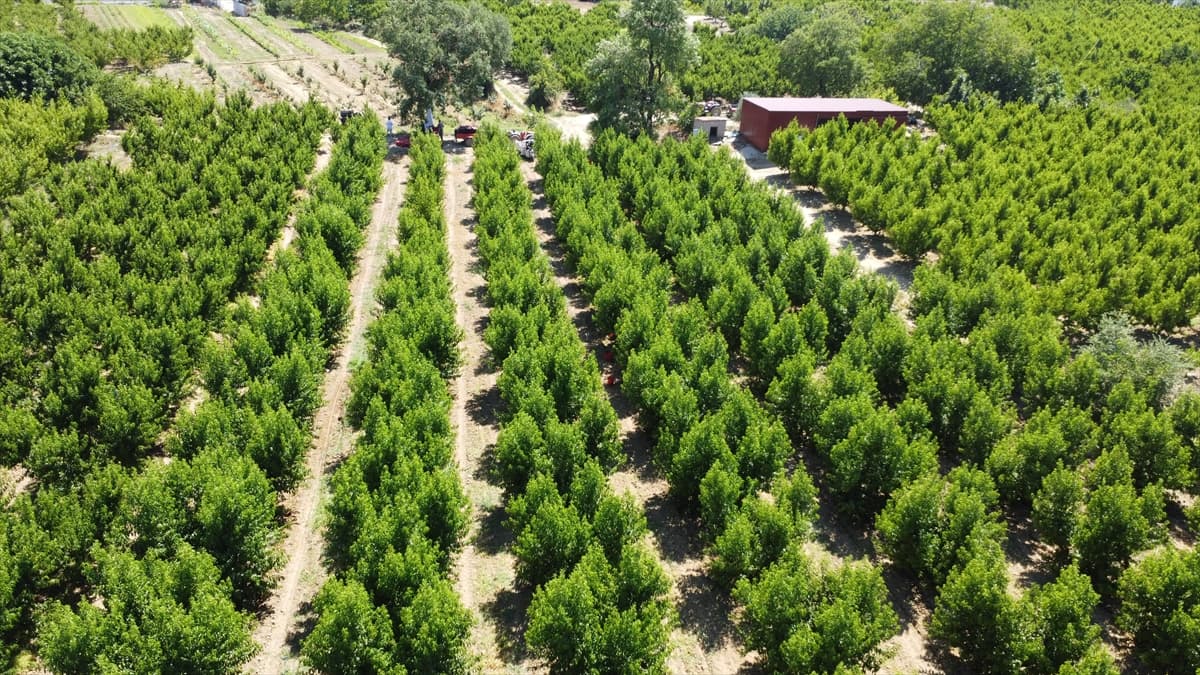 Coğrafi işaretli Lapseki şeftalisinde 70 ton civarı ihracat hedefleniyor