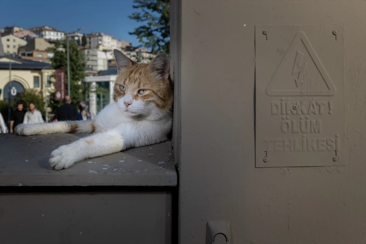 Megakentin ayrılmaz parçası: İstanbul kedileri