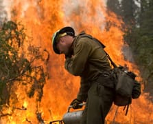 Orman yangınlarında ölenlerin sayısında dikkat çekici artış